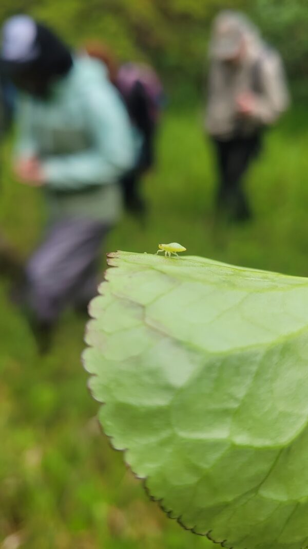 2025 Juneau Nature Seminar - Image 3
