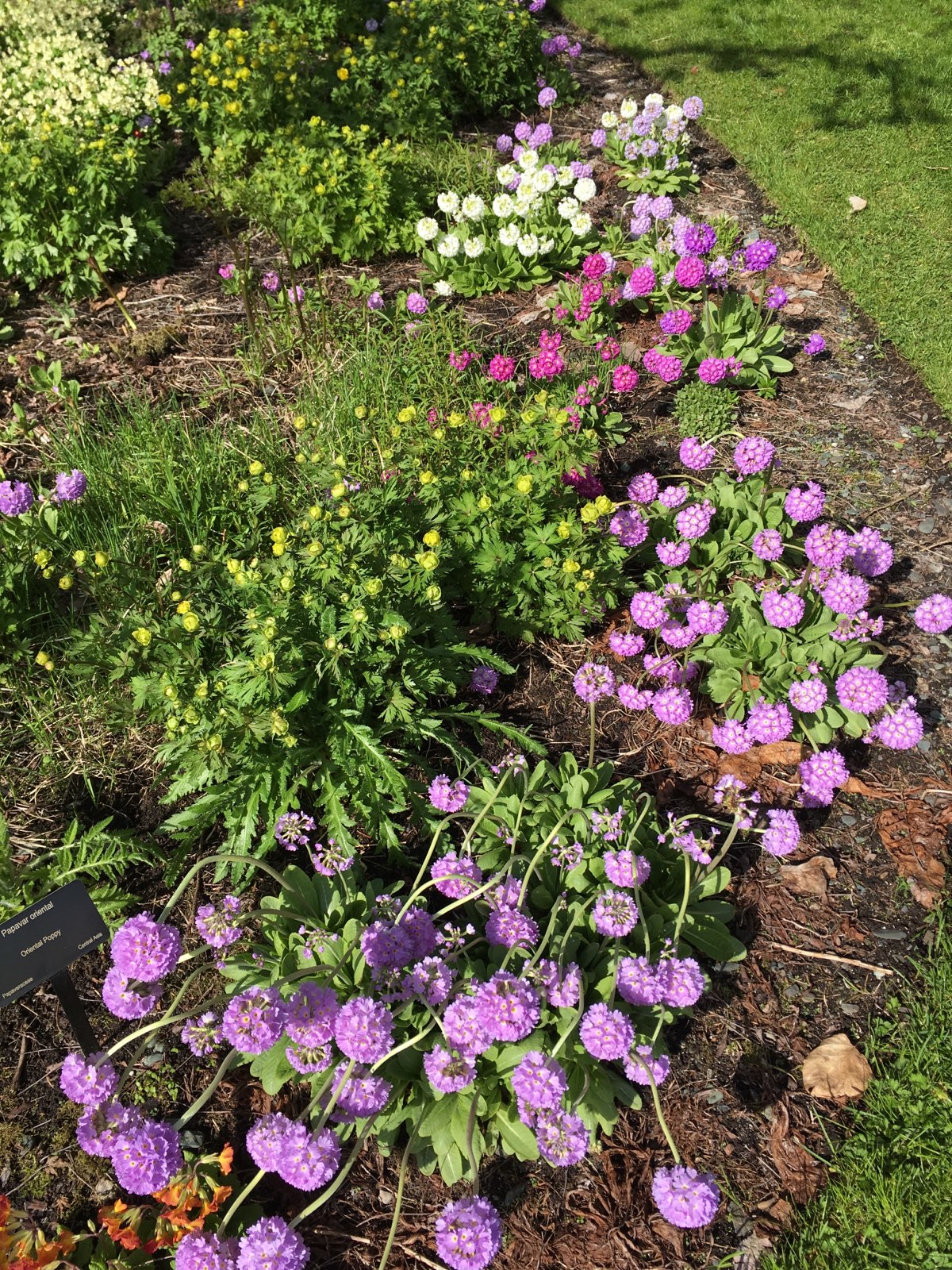 5 Perennials from Deb's Garden Discovery Southeast
