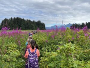 Summer campers walking through a meadow of fireweed plants in Juneau